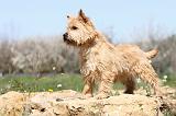 CAIRN TERRIER 229